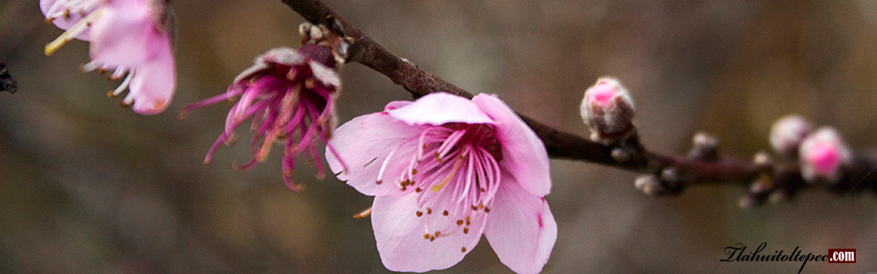 european roulette online